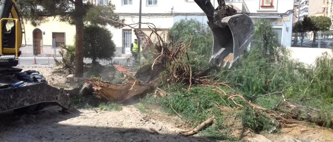 La reforma de un parque de Petrer genera polémica por el destino de los árboles