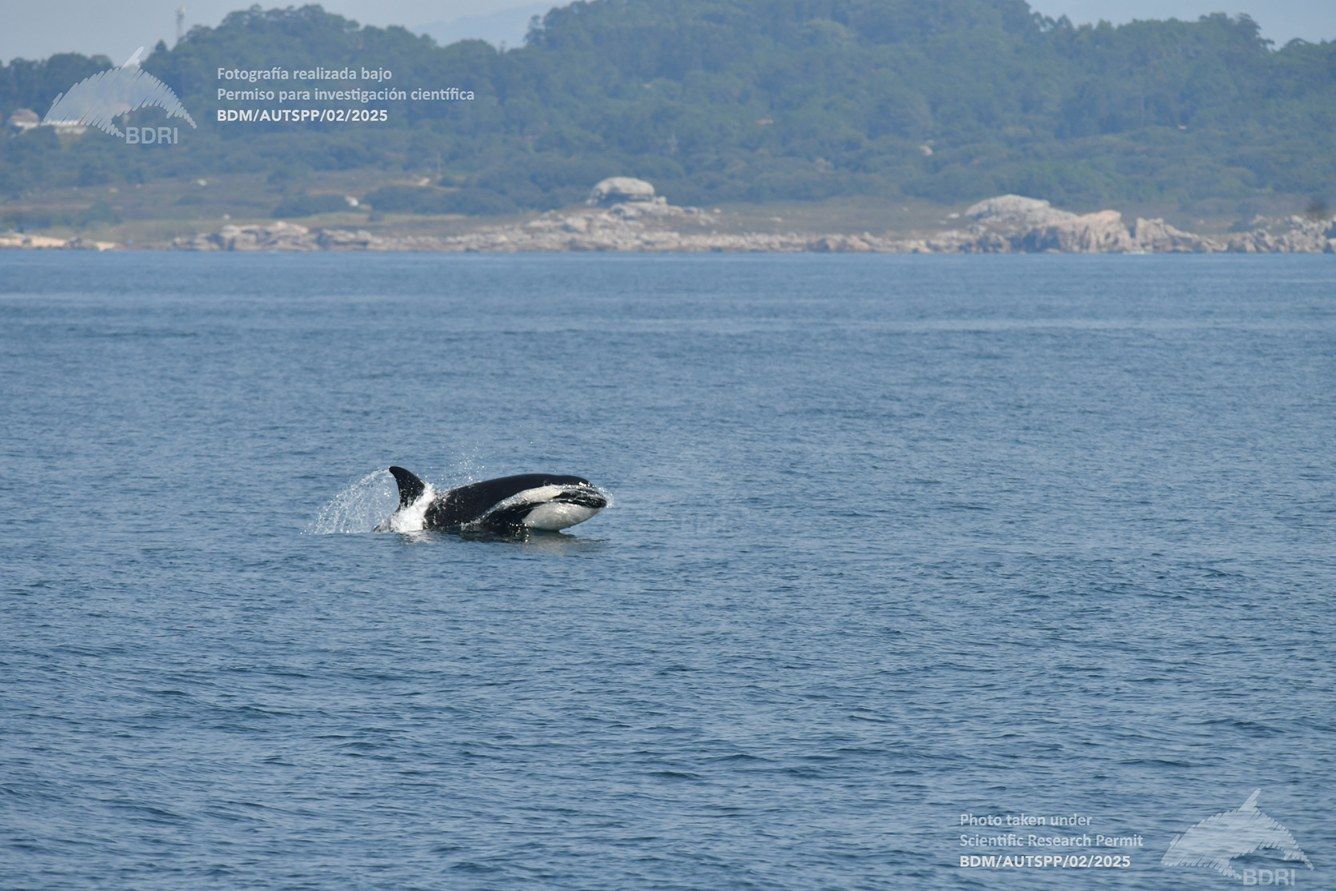 Biólogos, doctores y estudiantes del BDRI hacen un estrecho seguimiento de los mamíferos marinos en las rías de Vigo, Pontevedra y Arousa.