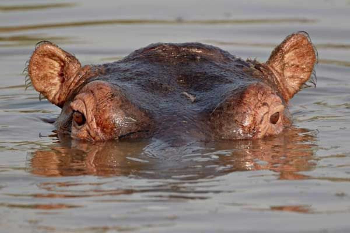 Hipopótamo en el Parque Nacional del Serengeti en Tanzania.