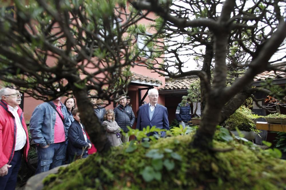 Visita guiada a la colección de bonsai en el Museo Evaristo Valle