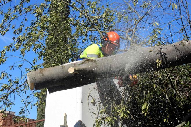 Les imatges del danys per les ventades a la ciutat de Girona