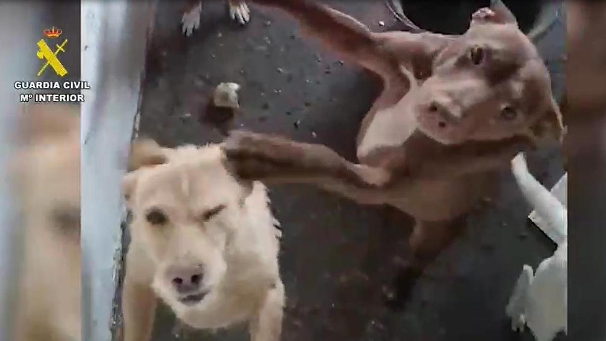 Investigan a un hombre en Madrid por dejar morir de hambre a sus perros