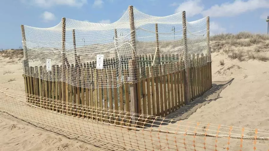 Un tortuga boba pone 63 huevos en la playa de La Mata de Torrevieja