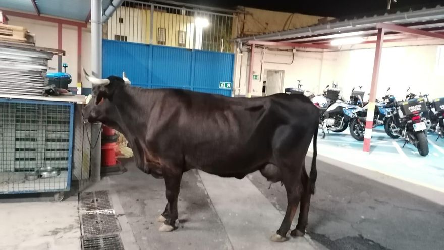 A cow ends up detained in Tenerife
