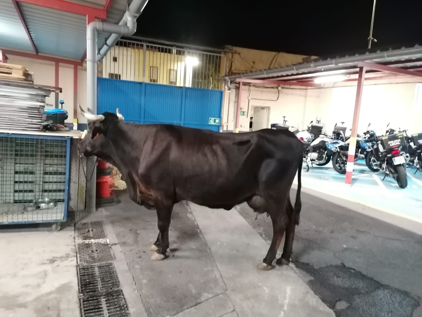 Esta es la vaca que acabó detenida en Tenerife