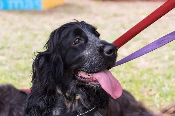 II Feria de Mascotas en Maspalomas