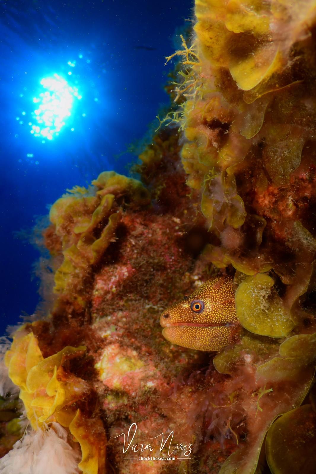Imágenes del Campeonato de Foto Submarina de El Hierro