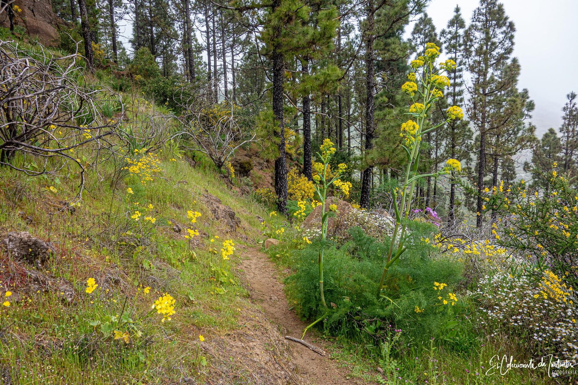 Ruta entre los Llanos de Ana López y Degollada Becerra, en Gran Canaria