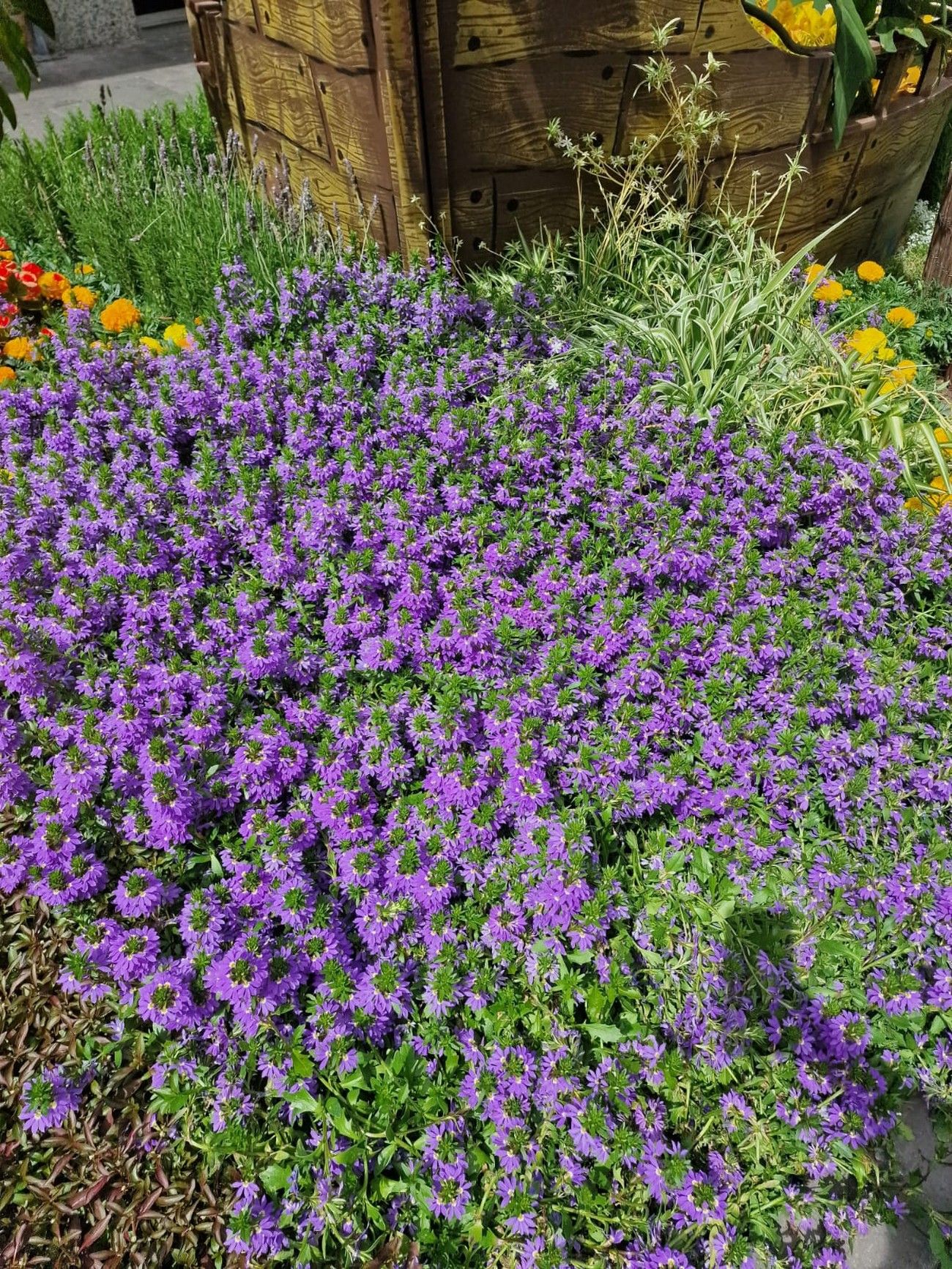 Florece Gran Canaria: Jornadas 'Arucas, piedra y flor' en Arucas y 'Gáldar en Flor'