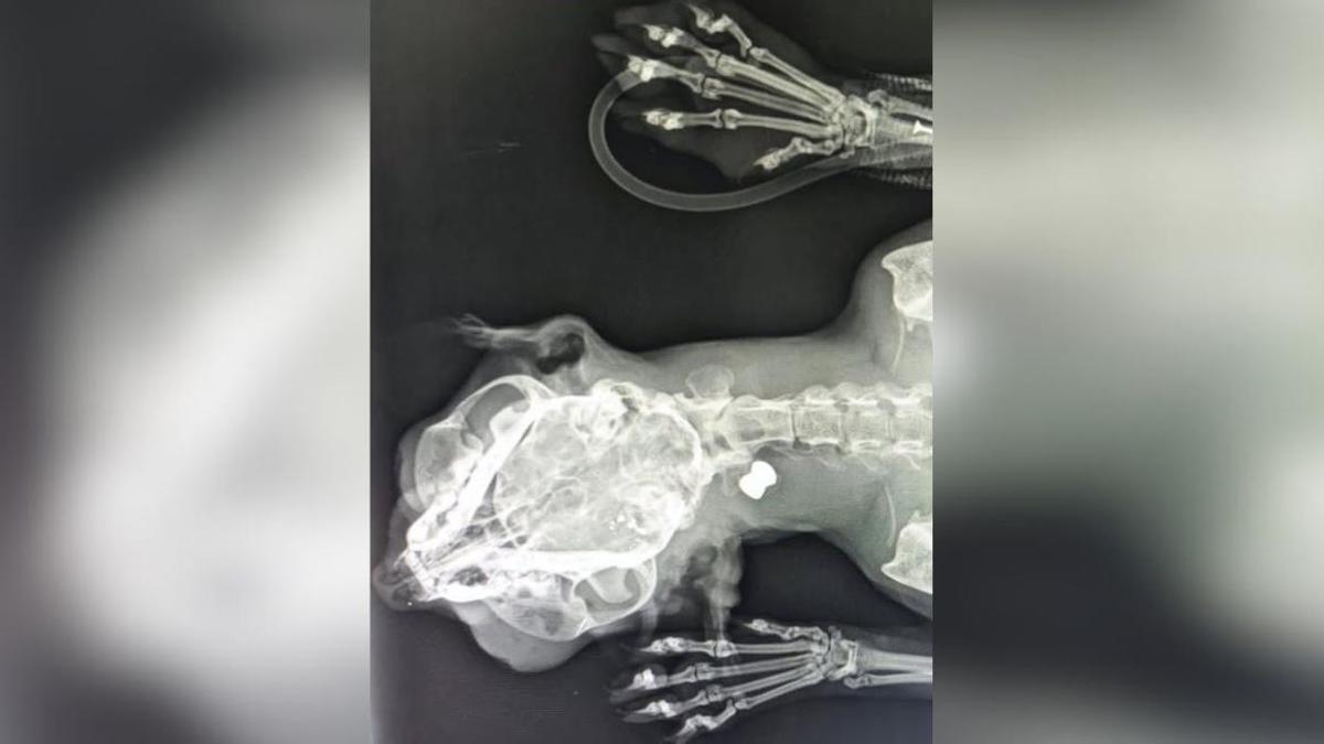 Radiografía del animal herido, difundida tras los hechos ocurridos en A Almuzara.
