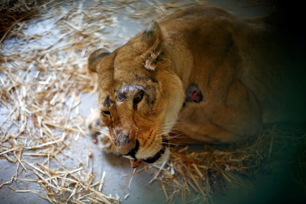 Dana the lioness, one of thirteen animals ...