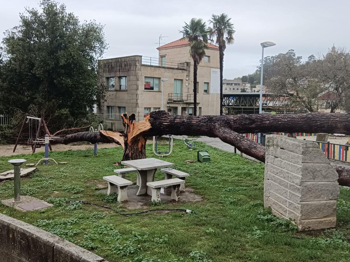 Así quedaba el único pino del parque del centro cívico de Teis, un árbol de unos 20 metros de altura, que sucumbia esta noche al fuerte viento de Kirk