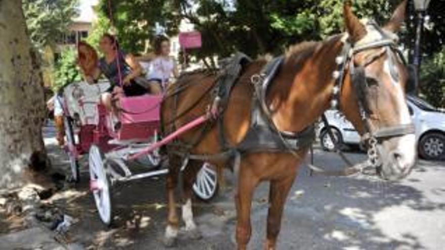 Kutsche in der Nähe der Plaça de la Reina