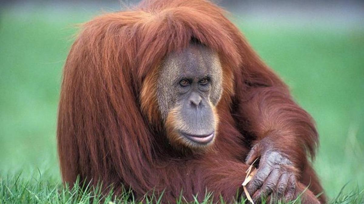 La orangutana Sandra, del Zoo de Buenos Aires.