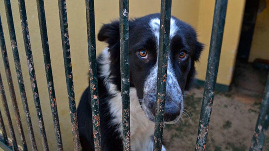 Peluditos de Son Reus organiza un desfile este domingo para encontrar familias adoptivas a más de 50 perros