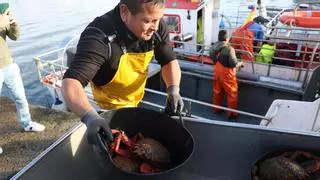 Centollo de O Grove: 4.239 kilos de calidad