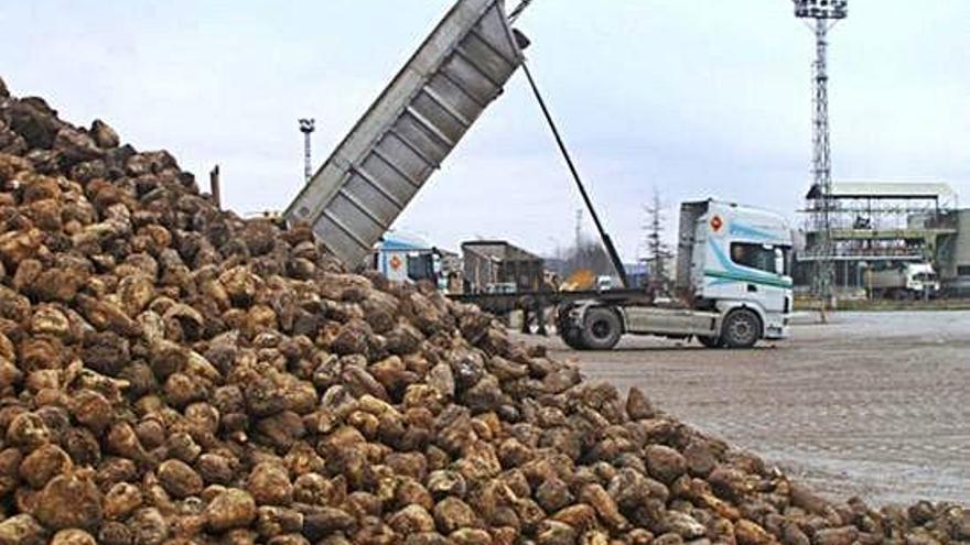 Remolacha amontonada en la instalaciones de la Azucarera de Toro durante una campaña anterior.