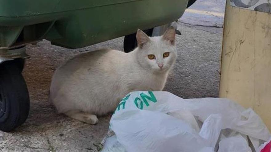 Detecten una onada d&#039;enverinaments de gats a dos barris d&#039;Olot