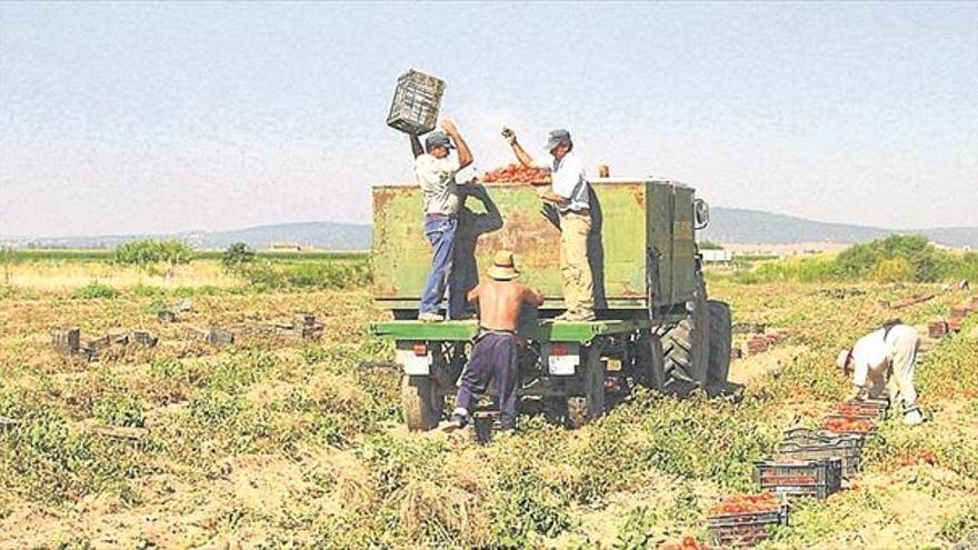 UPA apoya las peticiones de agricultores del tomate