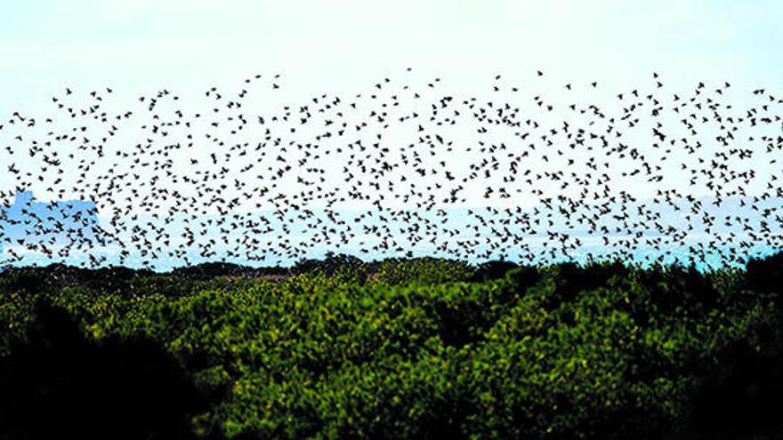 Bandada de estorninos levantando el vuelo.