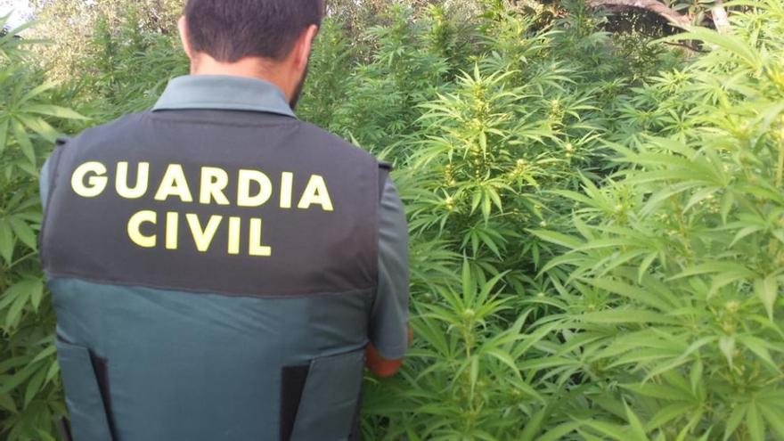 Dos detenidos por el cultivo de 247 plantas de marihuana en Cocentaina