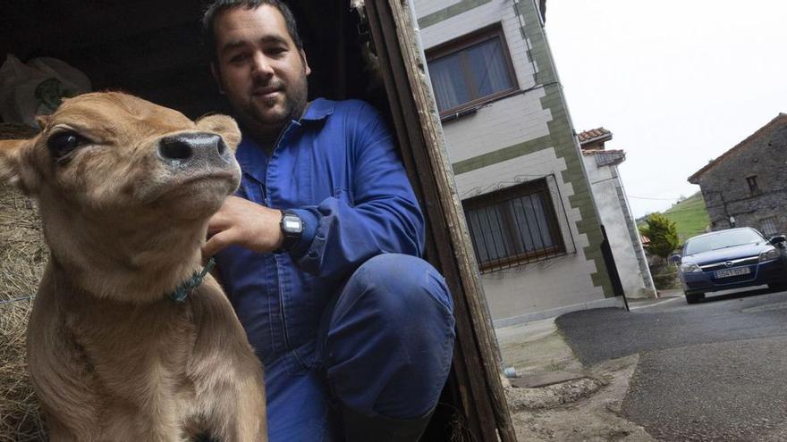 Fernando Caso Robles sujeta a uno de los animales que tiene en su cuadra en medio del pueblo de Suarías, por donde pasa un coche.