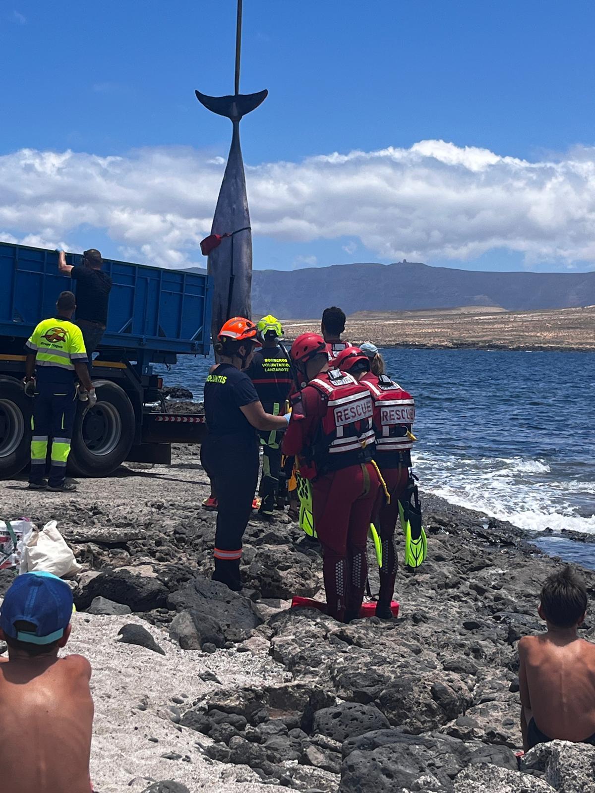 Momentos en el que sacan el cuerpo del animal del agua.