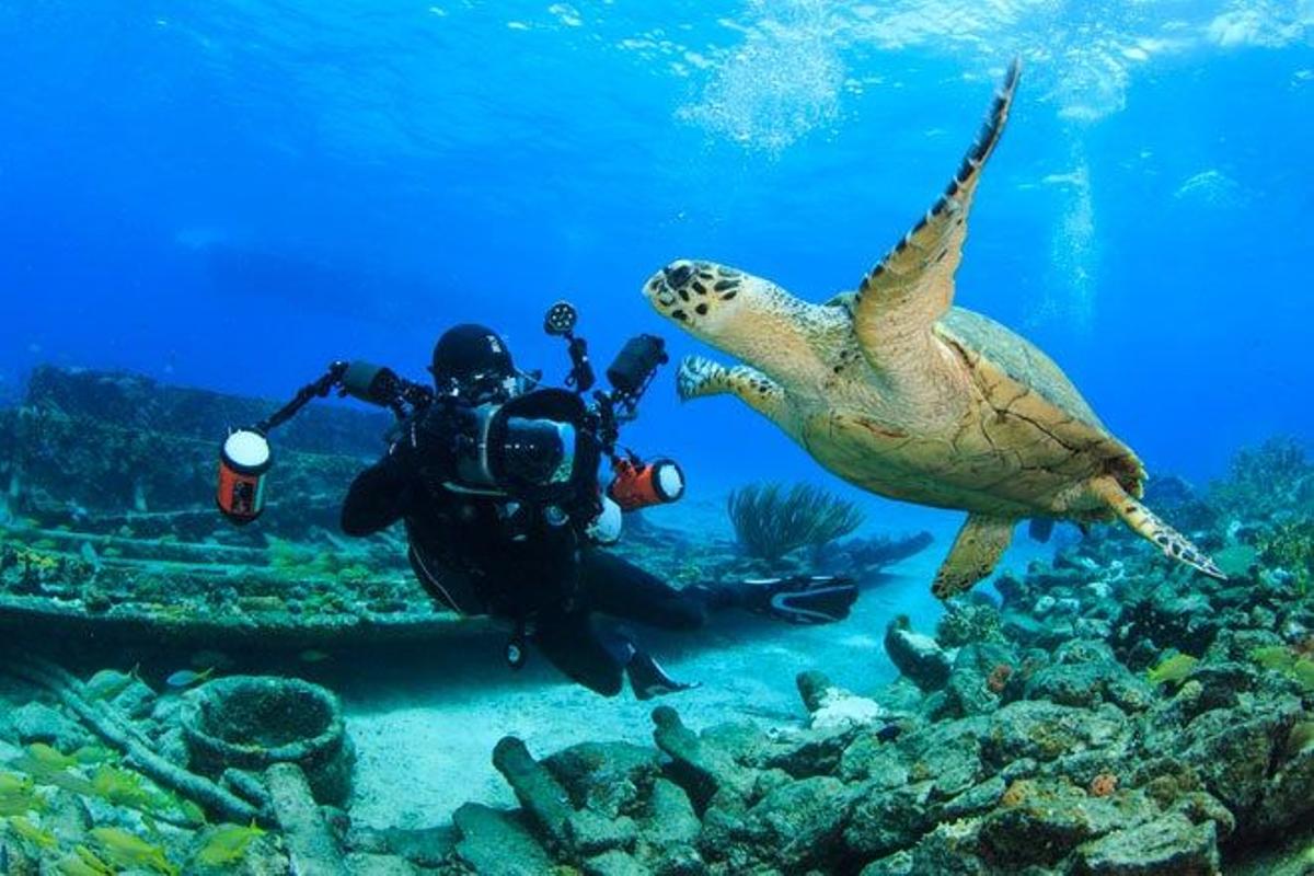 Buceador con una tortuga carey en Bahamas.
