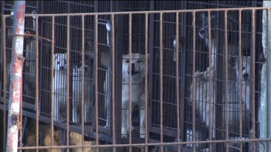 Rescatados 200 perros de una granja surcoreana para consumo humano