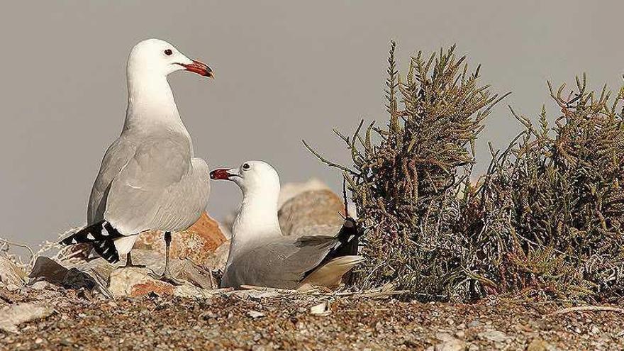 La población de gaviotas se ha incrementado exponencialmente