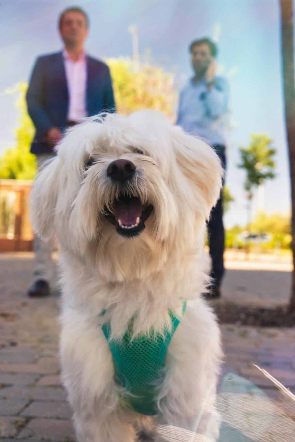 Thai es el perro del alcalde de Córdoba.