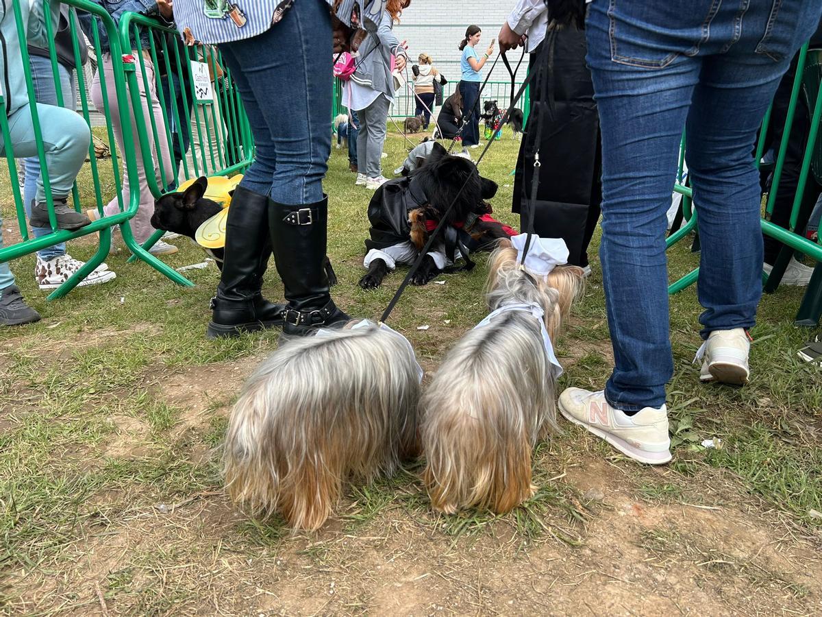 EN IMÁGENES: Así fue el certamen canino "Canstrillón" de Piedras Blancas por San Isidro