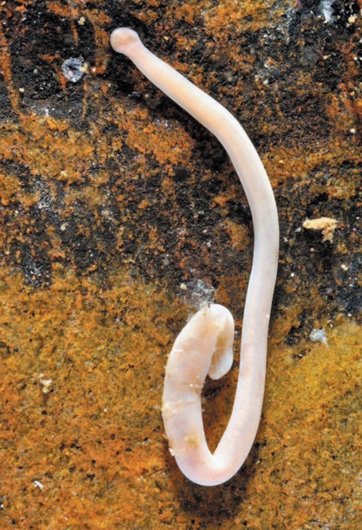 «Amphiporus lactifloreus».
