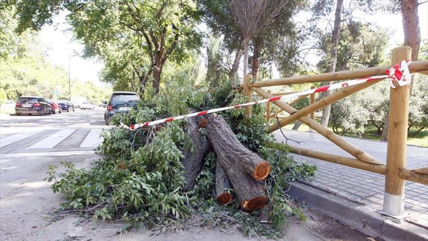 Cae una rama en el barrio de las fuentes