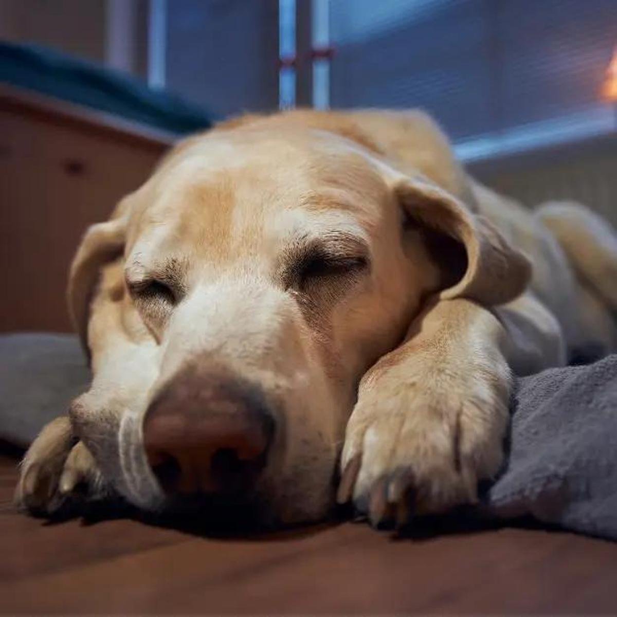 After Life Vets ha atendido ya a más de 500 familias.