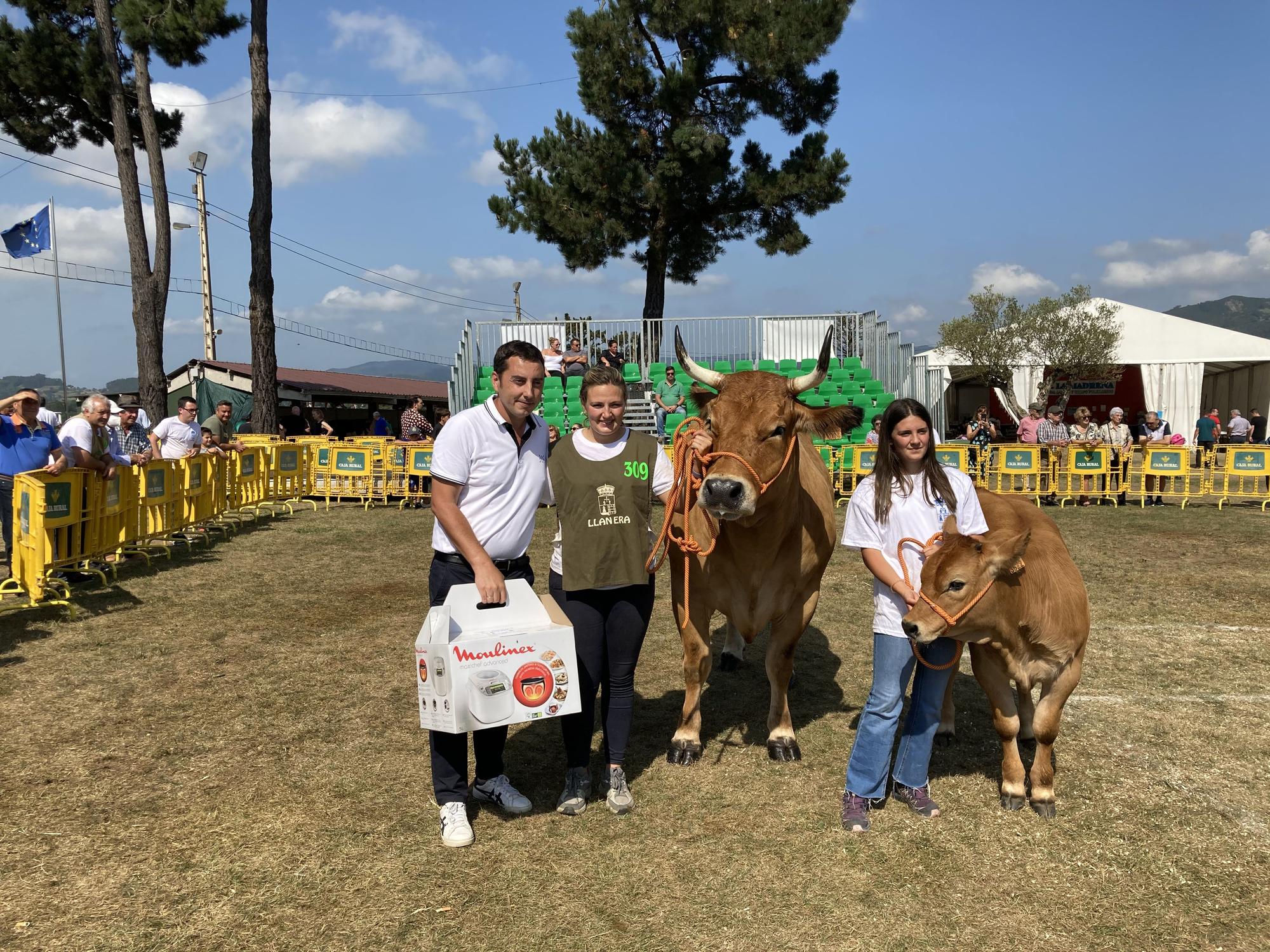 El concurso de ganado de Llanera fue todo un éxito: aquí tienes algunas de las reses ganadoras