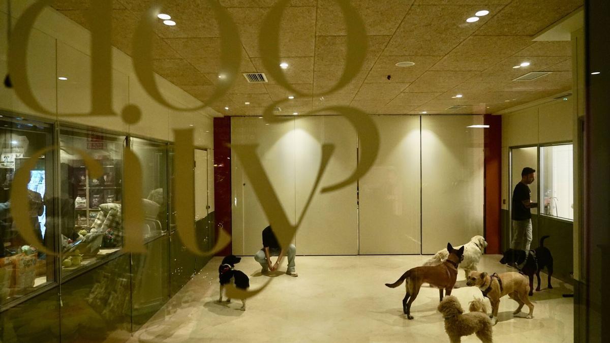 El primer hotel para perros de Málaga