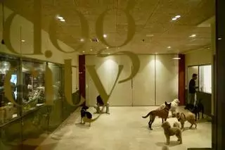 El primer hotel para perros de Málaga