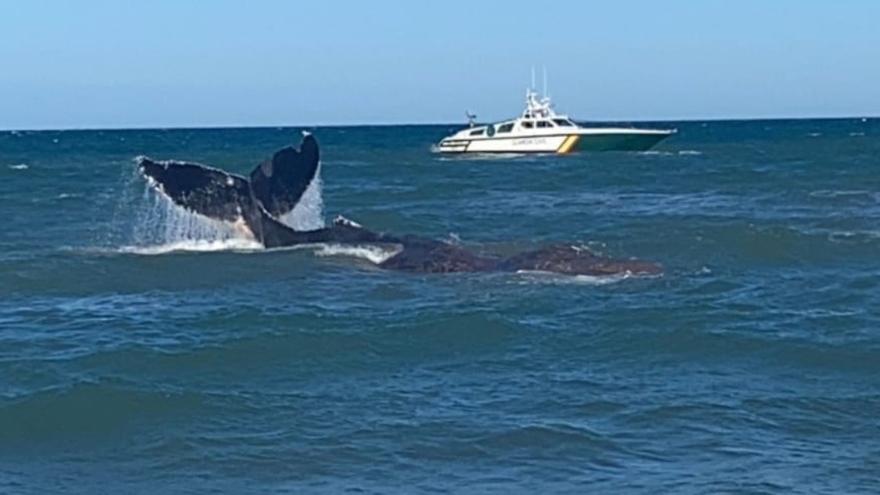Muere la ballena encallada en la playa de Tavernes