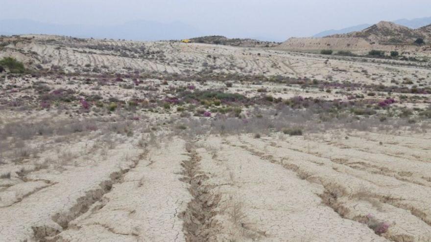 Parajes desérticos y con vegetación en los Saladares del Guadalentín, entre Totana y Alhama de Murcia.  | ESPACIOS NATURALES