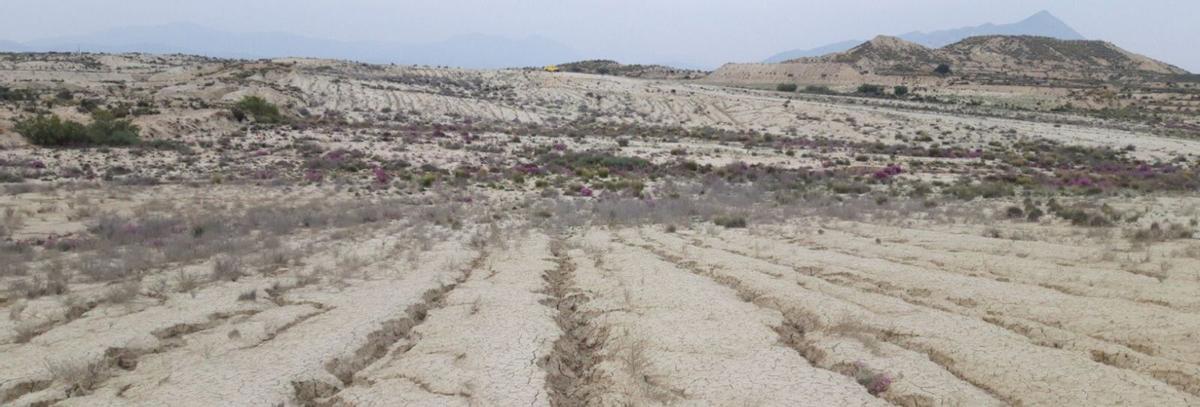 Parajes desérticos y con vegetación en los Saladares del Guadalentín, entre Totana y Alhama de Murcia.  | ESPACIOS NATURALES