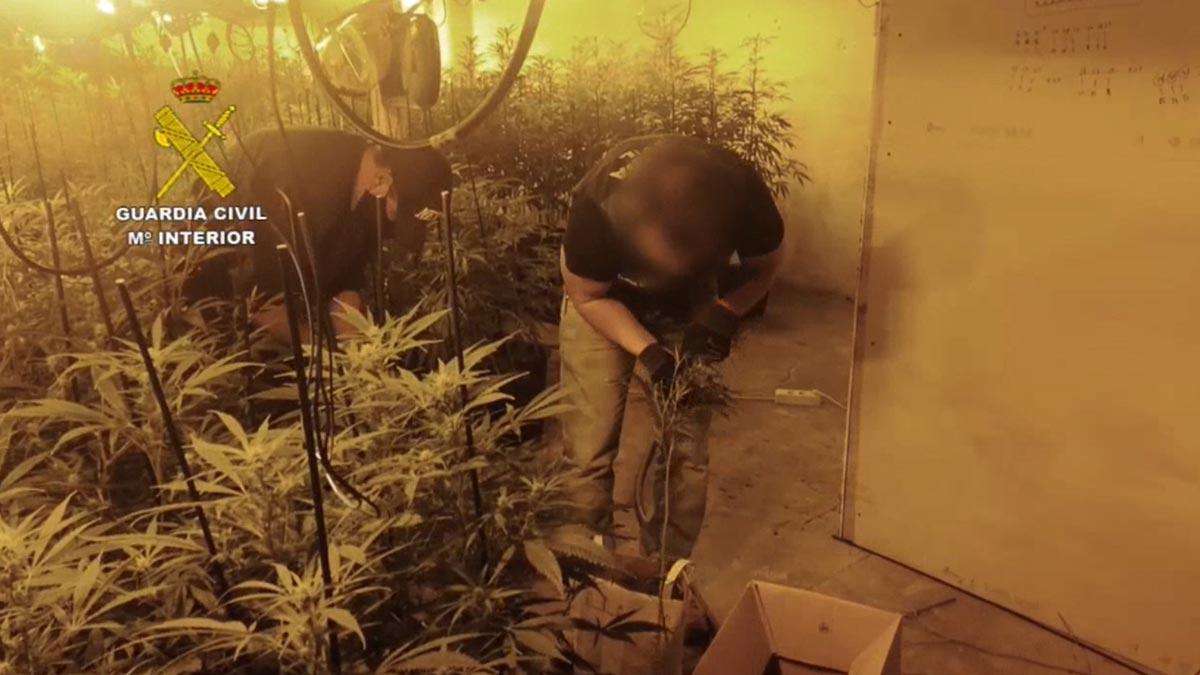 La Guardia Civil desarticula una banda que cultivaba marihuana en Granollers (Barcelona)