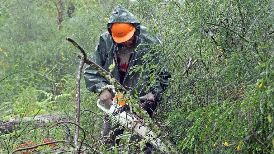 Tala y desbroce en fincas abandonadas