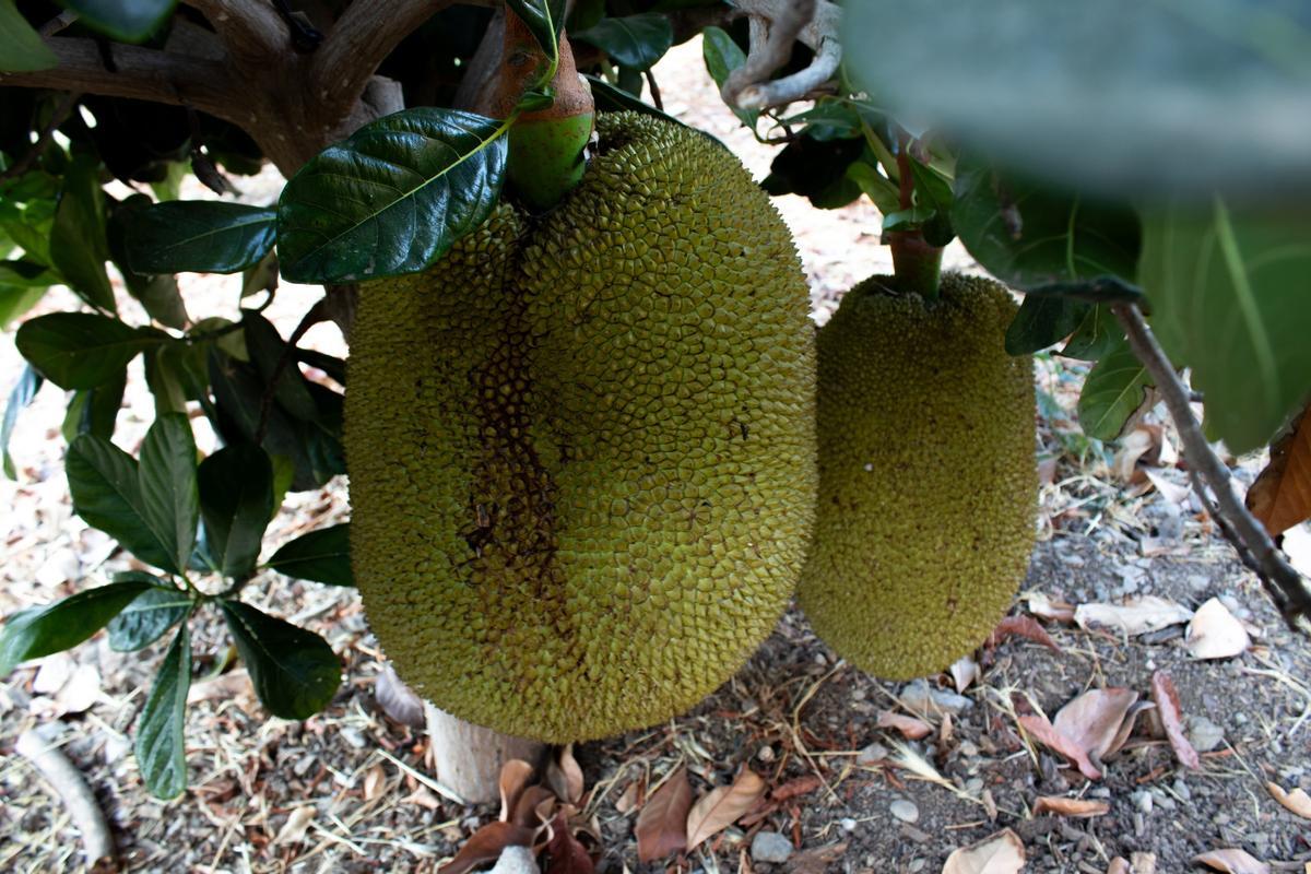 La yaca es una fruta tropical.