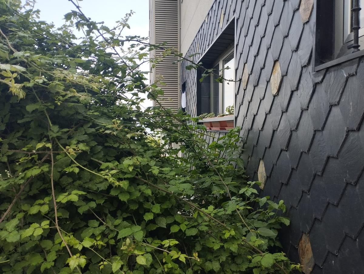 La maleza invade en lateral de uno de los edificios