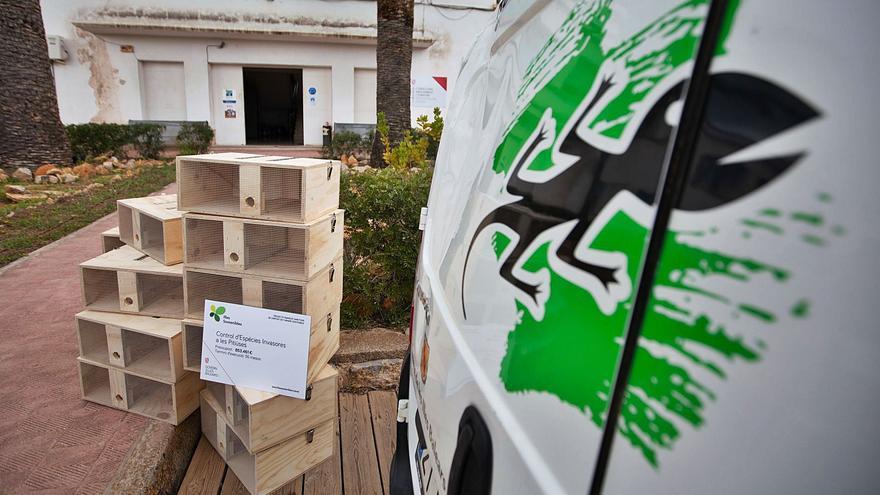 El Cofib ha capturado ya este año 1.100 serpientes en Ibiza y más de 600 en Formentera