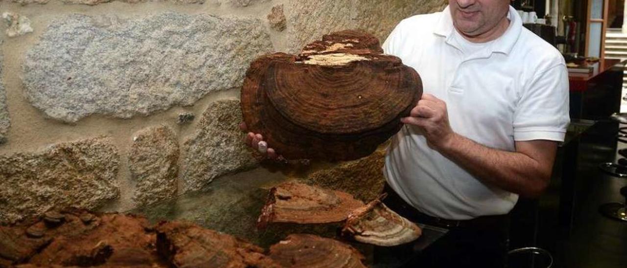 Juan Castiñeiras, del club micogastronómico O Bioco, muestra el gran reishi. // Rafa Vázquez