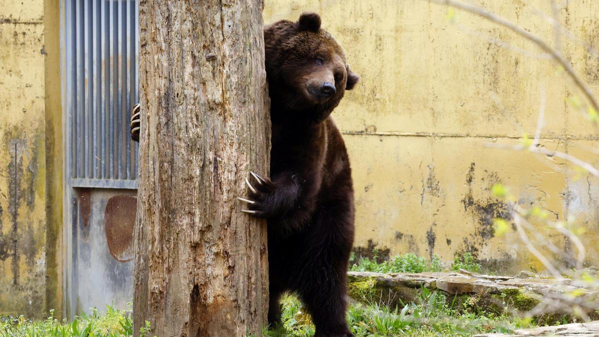 El oso Carmo sigue en el VigoNature