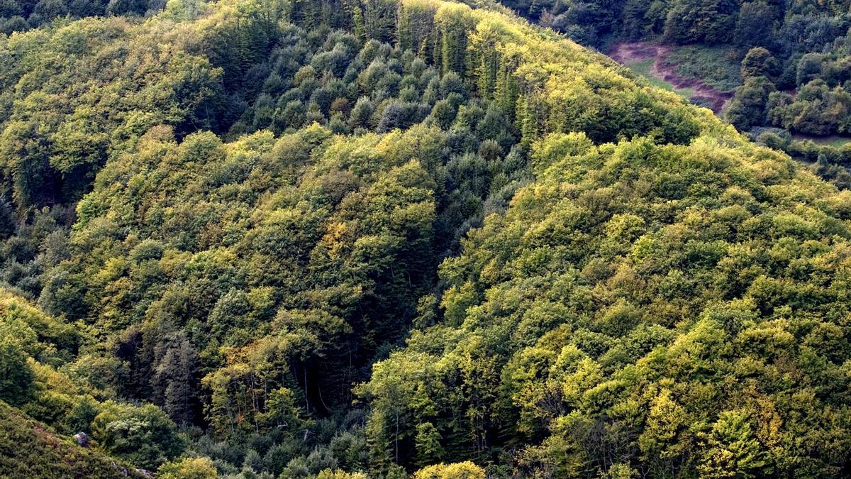 Bosque de castaños en Banduxu (Proaza).