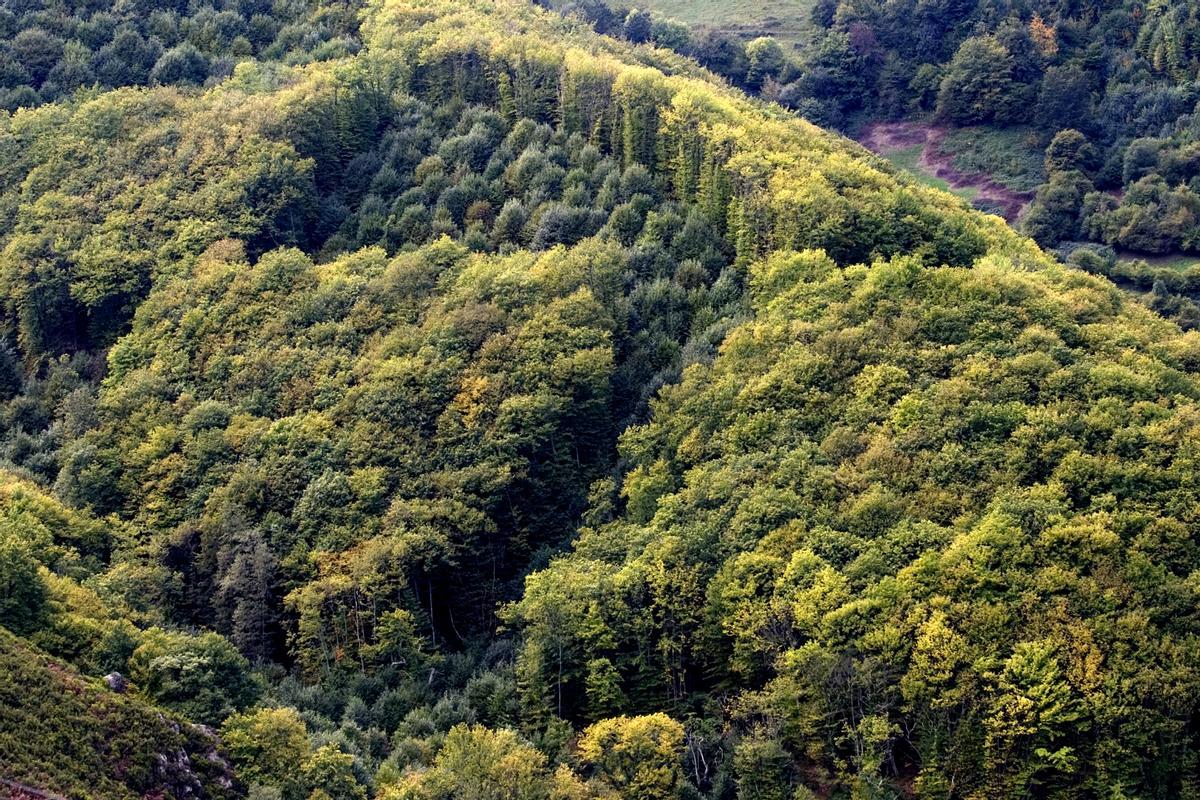 Bosque de castaños en Banduxu (Asturias)